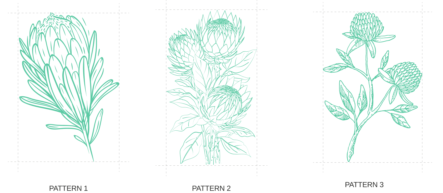 Three stylized herbal illustrations representing natural health ingredients.